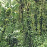 Rainforest