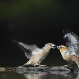 Банхар булжуухайнууд