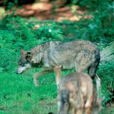 Саарал чоно