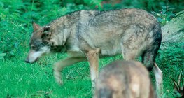 Саарал чоно