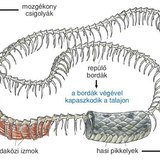 Vízi sikló felépítése