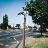 Замын хажууд тарьсан мод