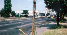 Замын хажууд тарьсан мод