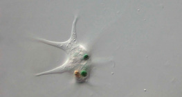 Амеба протеус нян идэж байна