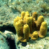 Шохойлог далайн хөвөн