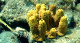 Шохойлог далайн хөвөн