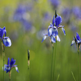 Сибирийн цахилдаг