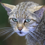 Зэрлэг муур