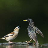 Банхар булжуухай ба хар тодол