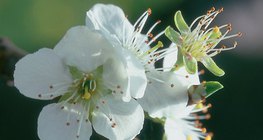 Чавганы цэцэг