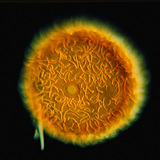 Нуурын хөвөн (Spongilla lacustris)