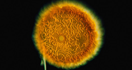 Нуурын хөвөн (Spongilla lacustris)