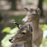 Халиун буга