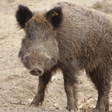 Бодон гахай