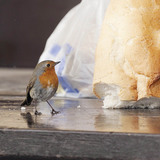 Зээрд омруут гургалдай