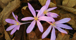 Гүргэм цэцэг