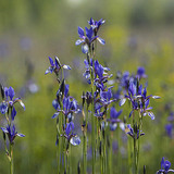 Сибирийн цахилдаг