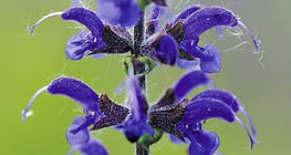 Нугын мүгваа