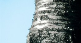 Интоорын модны холтос