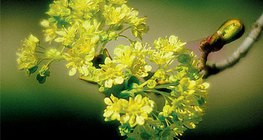 Flowers and fruits of a Norway maple