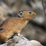 Пика мэрэгч