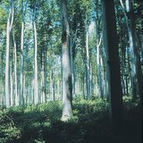 Навчаа гөвдөг ой