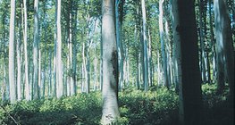 Навчаа гөвдөг ой