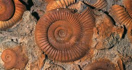 Чулуужсан яс