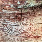 Өтөнд идэгдсэн мод