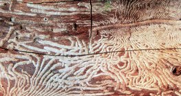 Өтөнд идэгдсэн мод