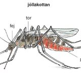 Szúnyog jóllakottan