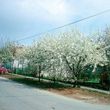 Интоорын модод