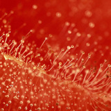 Хөгцтэй улаан лооль