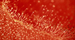 Хөгцтэй улаан лооль