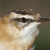 Усны дууч шувуу