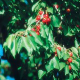 Интоорын мод