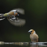 Дуулгат бужирга (зүүн талд) ба банхар булжуухай