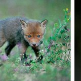 Үнэгний зулзаганууд. Үнэг