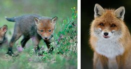 Үнэгний зулзаганууд. Үнэг