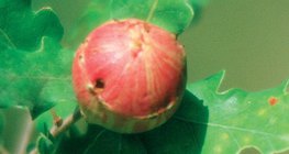 Царсны боргоцой