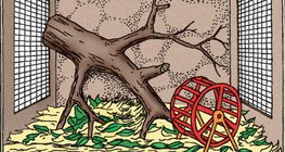 Террариум зохион байгуулах