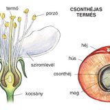 A cseresznye virága és gyűmölcse
