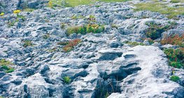 Surface covered with limestone
