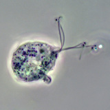 Трихомониазийн халдварт бодис (фазын тодосгогч зураг)