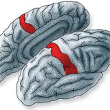 Арьсны рецепторуудаас ирж буй мэдээллийг боловсруулдаг тархины бор гадаргын хэсэг