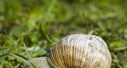 Ромын эмгэн хумс