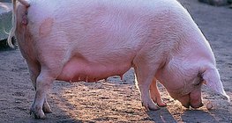 Тэжээвэр гахай