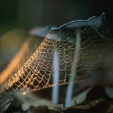 Аалзны шүлстэй мөөг