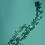 Түрүүлэг түмэлж