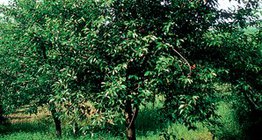 Исгэлэн интоорын мод